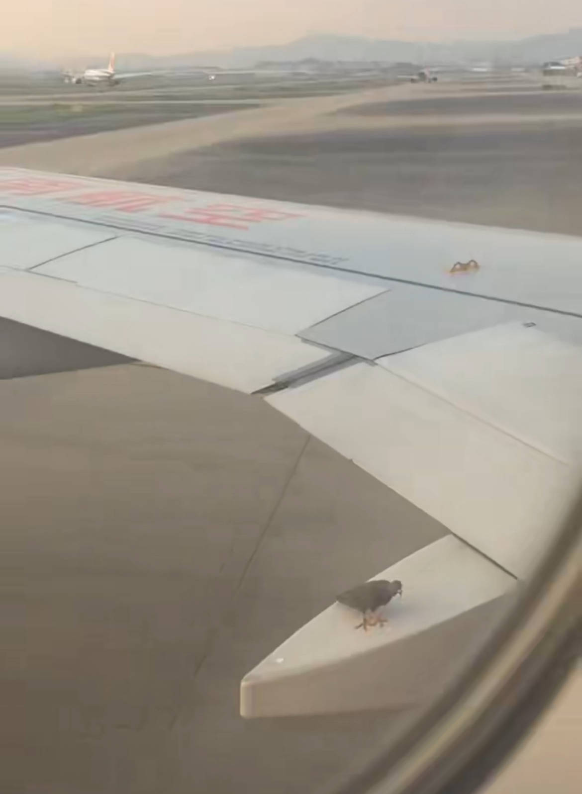 海南航空一飞机起飞滑行时一只鸟停在机翼上,广州白云机场:临时停靠一会儿就飞走了