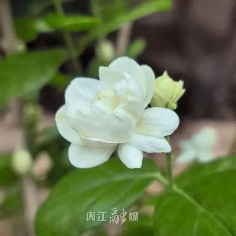打卡内江丨@内江人,时候到了!